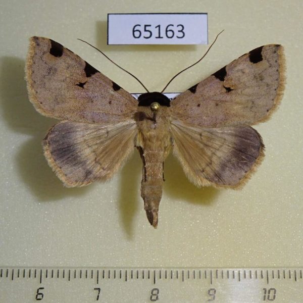 Noctuidae Rema costimacula Thailand