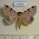 65163p Noctuidae Rema costimacula Thailand $9