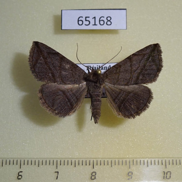 Noctuidae Heterospila sp. f Thailand