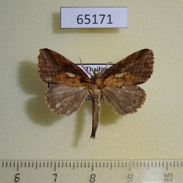 Notodontiidae Rosama plusioides Thailand