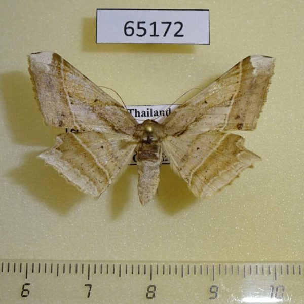 Geometridae Krananda postexcisa f Thailand