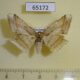 65172p Geometridae Krananda postexcisa f Thailand $12