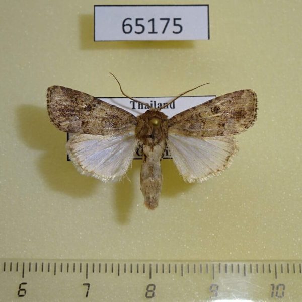 Noctuidae Spodoptera pecten Thailand