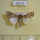 65175p Noctuidae Spodoptera pecten Thailand $8