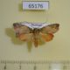 65176p Noctuidae Erizada lichenaria f Thailand $12