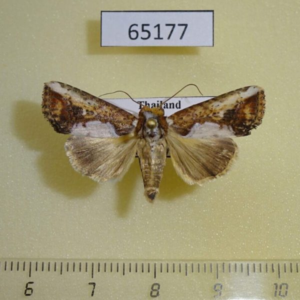 Noctuidae Bagada poliomera Thailand