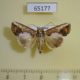 65177p Noctuidae Bagada poliomera Thailand $10
