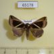 65178p Noctuidae Chalciope mygdon Thailnad $8