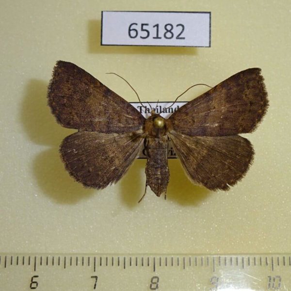 Noctuidae Herminiinae sp. f Thailand