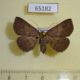 65182p Noctuidae Herminiinae sp. f Thailand $8