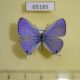 65185p Lycaenidae Catochrysops strabo strabo Thailand $9