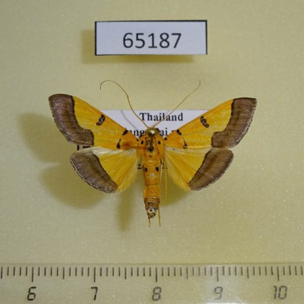 Crambidae Endocrossis flavibasalis Thailand