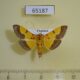 65187p Crambidae Endocrossis flavibasalis Thailand $8