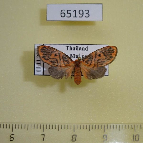 Arctiidae Disasuridia sp. metaphaea f Thailand