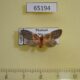 65194p Arctiidae Disasuridia sp. Thailand $9