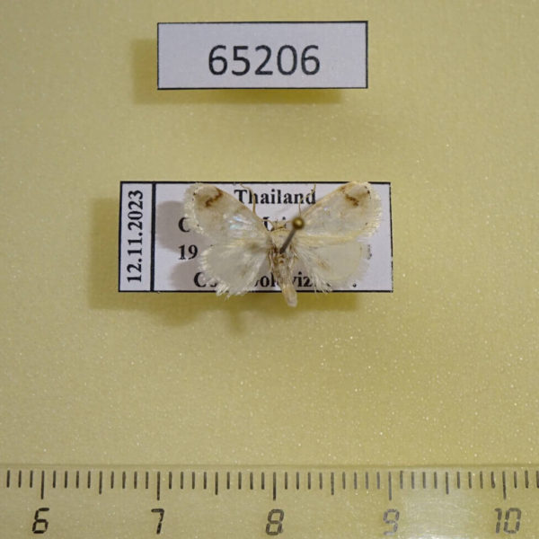 Limacodidae Vipaka niveipennis Thailand