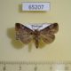 65207p Noctuidae sp. Thailand $7
