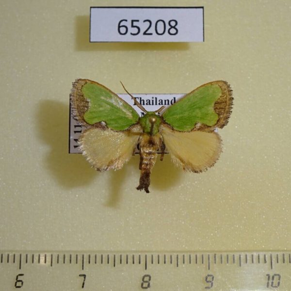 Limacodidae Parasa albipuncta Thailand