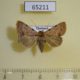 65211p Noctuidae Plecoptera sp. oculata Thailand $6