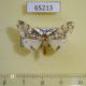 65213p Arctiidae Lemyra maculifascia Thailand $7