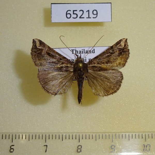 Noctuidae Hypena laceratalis Thailand