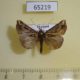 65219p Noctuidae Hypena laceratalis Thailand $6