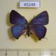 65248p Lycaenidae Atara arata f Primorye $8