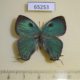 65253p Lycaenidae Theritas mavors Mexico $20