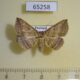 65258p Noctuidae Blasticorhinus sp. Thailand $8