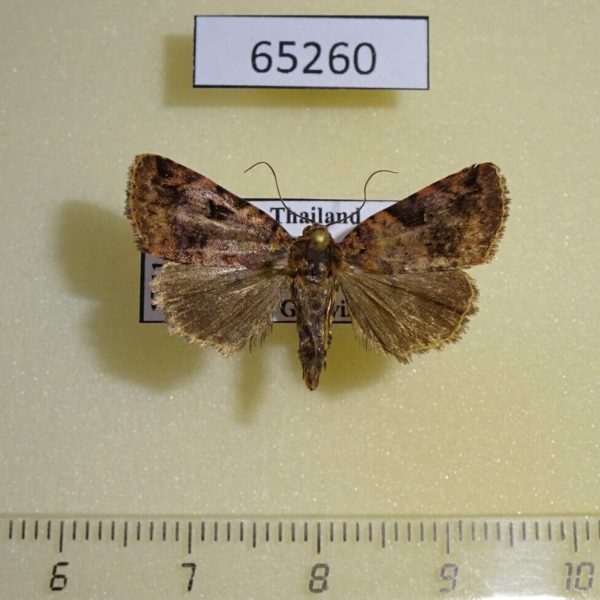 Noctuidae sp. Thailand