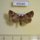 65260p Noctuidae sp. Thailand $7