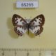 65265p Lycaenidae Castalius rosimon Thailand $5