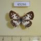 65266p Lycaenidae Castalius rosimon Thailand $5
