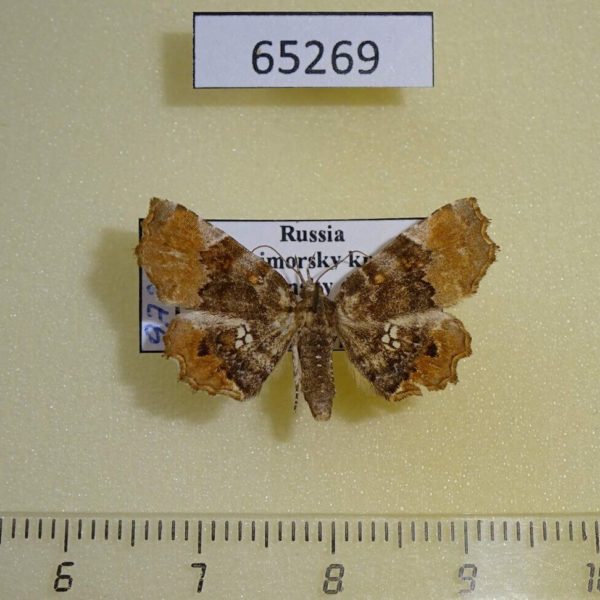 Noctuidae Pangrapta vasava Primorye
