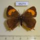 65273p Lycaenidae Thecla betulae f Primorye $12