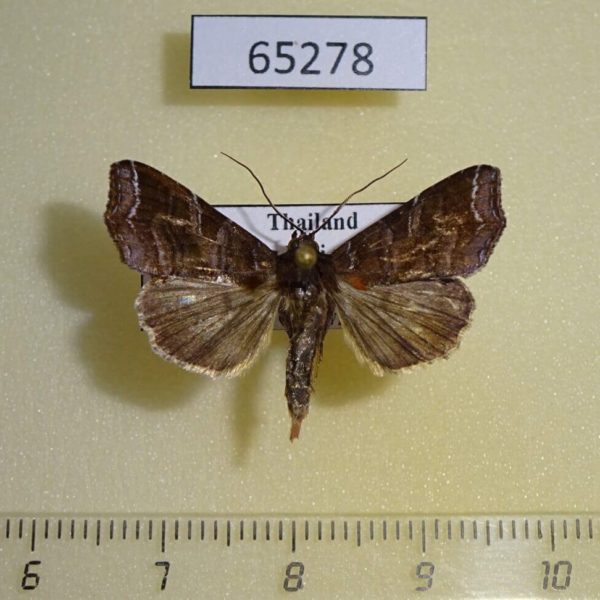 Noctuidae Callopistria placodoides Thailand