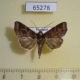65278p Noctuidae Callopistria placodoides Thailand $6