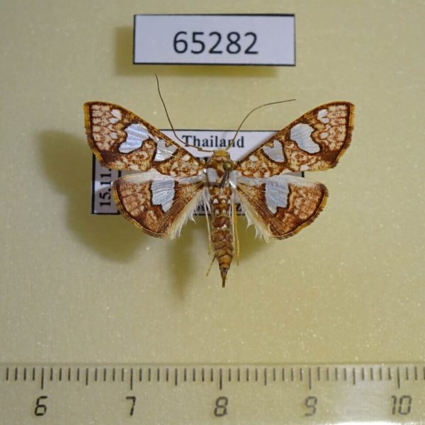 Crambidae Glyphodes canthusalis Thailand