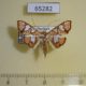 65282p Crambidae Glyphodes canthusalis Thailand $7