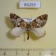 65283p Geometridae Paradysstroma corussaria Primorye $5