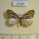 65285p Geometridae Eustroma melancholicum Primorye $5