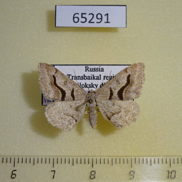 Geometridae Digrammia rippertaria Transbaikal reg.