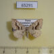 65291p Geometridae Digrammia rippertaria Transbaikal reg. $5