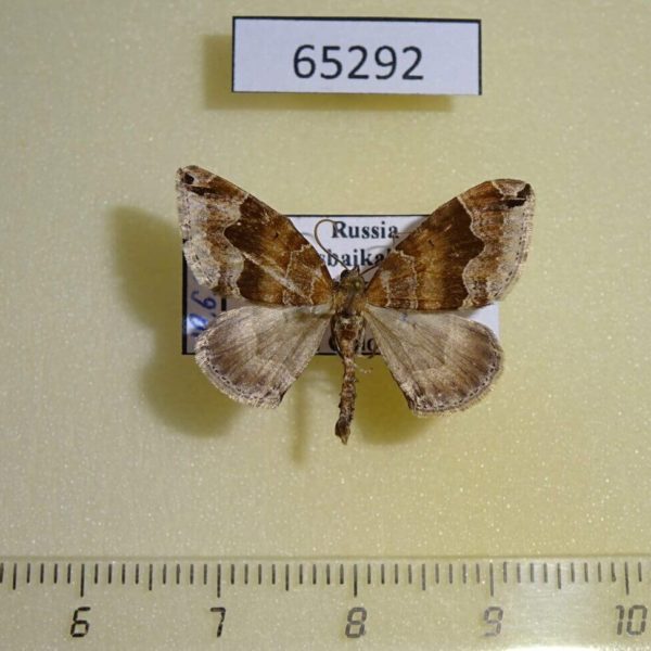 Geometridae Xenortholitha propinguata Transbaikal reg.