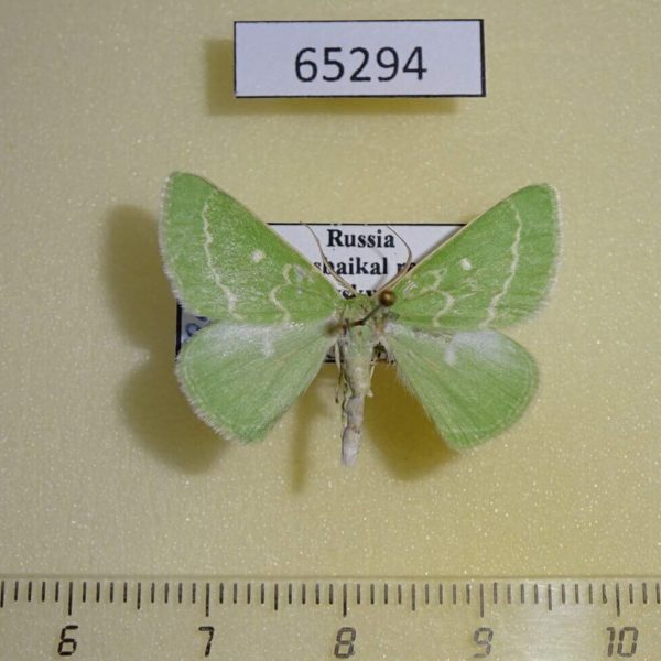 Geometridae Thetidia smaragdaria Transbaikal reg.