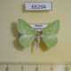 65294p Geometridae Thetidia smaragdaria Transbaikal reg. $4