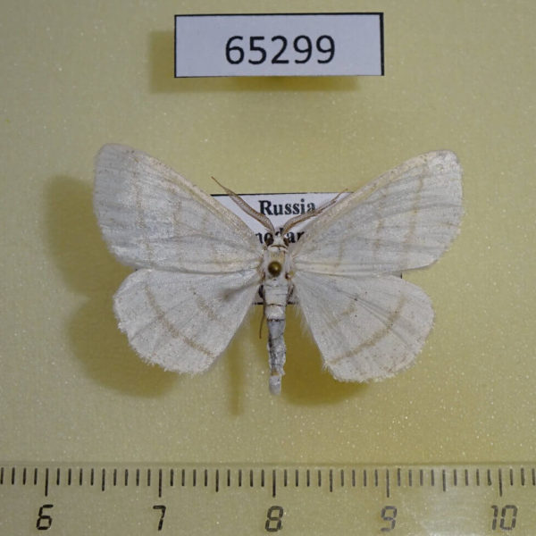 Geometridae Cabera pusaria Krasnodar reg.