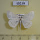 65299p Geometridae Cabera pusaria Krasnodar reg. $4