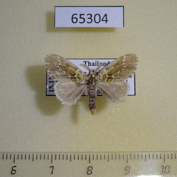 Lymantridae Artaxa distracta Thailand