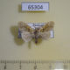 65304p Lymantridae Artaxa distracta Thailand $7